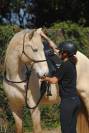 Jument lusitanienne - Camargue 