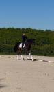 WTF VD GULDENNAGEL Cheval de Dressage