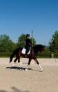 WTF VD GULDENNAGEL Cheval de Dressage
