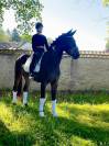 WTF VD GULDENNAGEL Cheval de Dressage