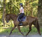 Hongre 7 ans gros moyens 