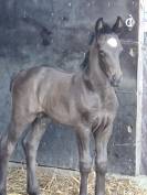 QING BLACK poulain gypsian