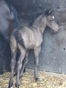QING BLACK poulain gypsian