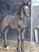 QING BLACK poulain gypsian