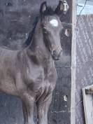 QING BLACK poulain gypsian