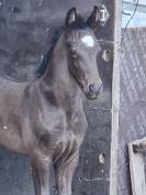 QING BLACK poulain gypsian