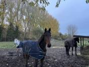 Hongre BWP de 2ans 