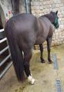 Quarter Horse AQHA - Hongre 16 ans - Cheval de confianc