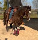 Quarter Horse AQHA - Hongre 16 ans - Cheval de confianc