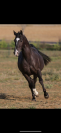 Quarter Horse AQHA - Hongre 16 ans - Cheval de confianc