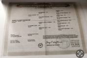Quarter Horse AQHA - Hongre 16 ans - Cheval de confianc