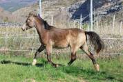 Merrie Franse rijpony PFS Te koop 2024 Isabel