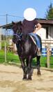 &Agrave; vendre &ndash; Fulgor, hongre M&eacute;rens de 11 ans