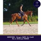 AQPS 4 ans hongre locomotion plaisante