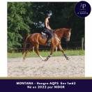 AQPS 4 ans hongre locomotion plaisante