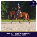 AQPS 4 ans hongre locomotion plaisante