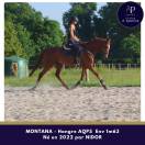 AQPS 4 ans hongre locomotion plaisante