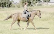 Hongre de 8 ans - Ethologie - Dressage - Saut