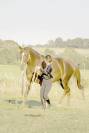 Hongre de 8 ans - Ethologie - Dressage - Saut