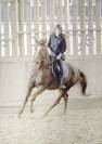 Hongre de 8 ans - Ethologie - Dressage - Saut