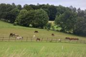 Deux boxes disponible - Man&egrave;ge de la Pastorale - Burtigny