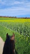 Deux boxes disponible - Man&egrave;ge de la Pastorale - Burtigny