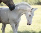 Fantastique pouliche cremello Pure Race Espagnole