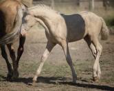Fantastique pouliche cremello Pure Race Espagnole