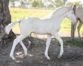 Fantastique pouliche cremello Pure Race Espagnole