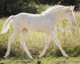 Fantastique pouliche cremello Pure Race Espagnole