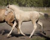 Fantastique pouliche cremello Pure Race Espagnole