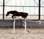 Hongre 3 ans - Zangersheide