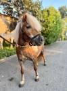 Shetland de poney club 
