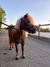 Shetland de poney club 