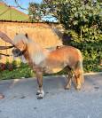 Shetland de poney club 