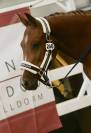 Poney D SbS