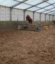 Poney D SbS