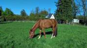Poney D SbS