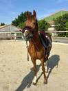 Poney D SbS