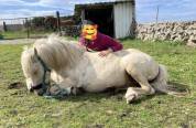 Poni hembra domada 
