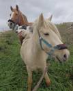 Poni hembra domada 