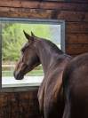 Jument 4 ans CSO ou Eventing
