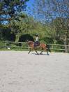 Jument 4 ans CSO ou Eventing