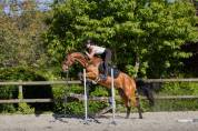Jument 4 ans CSO ou Eventing