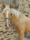 Superbe poney E / petit cheval polyvalent pour loisir