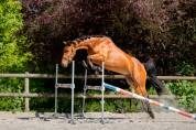 Hongre 3 ans CSO par Asca