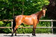 Hongre 3 ans CSO par Asca