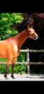 Hongre 3 ans CSO par Asca