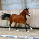 A VENDRE PFS DE 2 ANS CHAMPION DE FRANCE