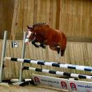 A VENDRE PFS DE 2 ANS CHAMPION DE FRANCE